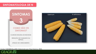 19
SINTOMATOLOGIA DE N
Fonte: YARABRASIL,2020. Elaborado por: Raul Garcia, 2025.
SINTOMAS
3
COMO SÃO OS
SINTOMAS?
CLOROSE SEGUIDA DE NECROSE;
REDUÇÃO NO TAMANHO DA
ESPIGA;
ATRASO NO CRESCIMENTO.
 