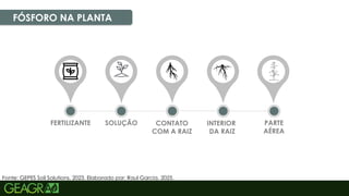 24
FÓSFORO NA PLANTA
Fonte: GEPES Soil Solutions, 2023. Elaborado por: Raul Garcia, 2025.
FERTILIZANTE SOLUÇÃO CONTATO
COM A RAIZ
INTERIOR
DA RAIZ
PARTE
AÉREA
 
