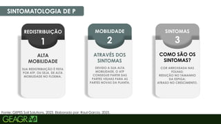 25
SINTOMAS
3
MOBILIDADE
2
SINTOMATOLOGIA DE P
REDISTRIBUIÇÃO
1
ALTA
MOBILIDADE
SUA REDISTRIBUIÇÃO É FEITA
POR ATP, OU SEJA, DE ALTA
MOBILIDADE NO FLOEMA.
ATRAVÉS DOS
SINTOMAS
DEVIDO A SUA ALTA
MOBILIDADE, O ATP
CONSEGUE PARTIR DAS
PARTES VELHAS PARA AS
PARTES NOVAS DA PLANTA.
COMO SÃO OS
SINTOMAS?
COR ARROXEADA NAS
FOLHAS;
REDUÇÃO NO TAMANHO
DA ESPIGA;
ATRASO NO CRESCIMENTO.
Fonte: GEPES Soil Solutions, 2023. Elaborado por: Raul Garcia, 2025.
 