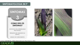 26
SINTOMATOLOGIA DE P
Fonte: YARABRASIL, 2020. Elaborado por: Raul Garcia, 2025.
SINTOMAS
3
COMO SÃO OS
SINTOMAS?
COR ROXA OU AVERMELHADA
NAS FOLHAS;
REDUÇÃO NO TAMANHO DA
ESPIGA;
ATRASO NO CRESCIMENTO.
 