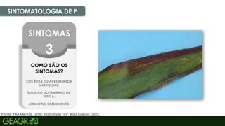 27
SINTOMATOLOGIA DE P
Fonte: YARABRASIL, 2020. Elaborado por: Raul Garcia, 2025.
SINTOMAS
3
COMO SÃO OS
SINTOMAS?
COR ROXA OU AVERMELHADA
NAS FOLHAS;
REDUÇÃO NO TAMANHO DA
ESPIGA;
ATRASO NO CRESCIMENTO.
 