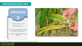 34
SINTOMATOLOGIA DE K
Fonte: The Andersons, 2014. Elaborado por: Raul Garcia, 2025.
SINTOMAS
3
COMO SÃO OS
SINTOMAS?
CLOROSE NAS BORDAS E PONTAS
DAS FOLHAS MAIS VELHAS;
COLMOS COM ENTRENÓS MAIS
CURTOS.
 