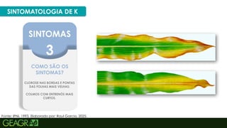 35
SINTOMATOLOGIA DE K
SINTOMAS
3
COMO SÃO OS
SINTOMAS?
CLOROSE NAS BORDAS E PONTAS
DAS FOLHAS MAIS VELHAS;
COLMOS COM ENTRENÓS MAIS
CURTOS.
Fonte: IPNI, 1993. Elaborado por: Raul Garcia, 2025.
 