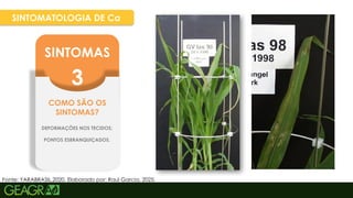 41
SINTOMATOLOGIA DE Ca
SINTOMAS
3
COMO SÃO OS
SINTOMAS?
DEFORMAÇÕES NOS TECIDOS;
PONTOS ESBRANQUIÇADOS.
Fonte: YARABRASIL,2020. Elaborado por: Raul Garcia, 2025.
 