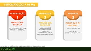42
SINTOMAS
3
MOBILIDADE
2
REDISTRIBUIÇÃO
1
SINTOMATOLOGIA DE Mg
MOBILIDADE
REGULAR
SUA REDISTRIBUIÇÃO É FEITA
ATRÁVES DA CLOROFILA.
ATRAVÉS DOS
SINTOMAS
SUA MOBILIDADE É
REGULAR DEVIDO À
CLOROFILA;
SEUS SINTOMAS SE DÃO
NAS FOLHAS MAIS VELHAS.
COMO SÃO OS
SINTOMAS?
CLOROSE INTERNERVAL;
REDUÇÃO NO
CRESCIMENTO DA PLANTA.
Fonte: GEPES Soil Solutions, 2023. Elaborado por: Raul Garcia, 2025.
 