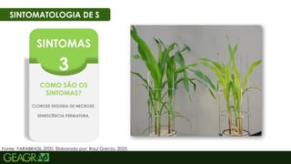 49
SINTOMATOLOGIA DE S
Fonte: YARABRASIL,2020. Elaborado por: Raul Garcia, 2025.
SINTOMAS
3
COMO SÃO OS
SINTOMAS?
CLOROSE SEGUIDA DE NECROSE;
SENESCÊNCIA PREMATURA.
 