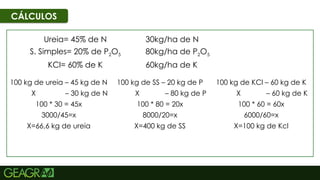55
CÁLCULOS
Ureia= 45% de N
S. Simples= 20% de P2O5
KCl= 60% de K
100 kg de ureia – 45 kg de N
X – 30 kg de N
100 * 30 = 45x
3000/45=x
X=66,6 kg de ureia
30kg/ha de N
80kg/ha de P2O5
60kg/ha de K
100 kg de KCl – 60 kg de K
X – 60 kg de K
100 * 60 = 60x
6000/60=x
X=100 kg de Kcl
100 kg de SS – 20 kg de P
X – 80 kg de P
100 * 80 = 20x
8000/20=x
X=400 kg de SS
 
