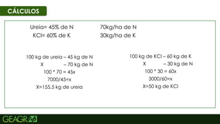 56
CÁLCULOS
Ureia= 45% de N
KCl= 60% de K
100 kg de ureia – 45 kg de N
X – 70 kg de N
100 * 70 = 45x
7000/45=x
X=155,5 kg de ureia
70kg/ha de N
30kg/ha de K
100 kg de KCl – 60 kg de K
X – 30 kg de N
100 * 30 = 60x
3000/60=x
X=50 kg de KCl
 