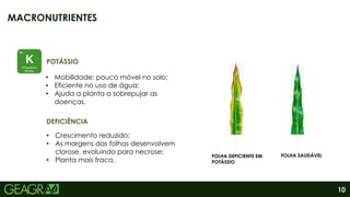 10
MACRONUTRIENTES
FOLHA DEFICIENTE EM
POTÁSSIO
FOLHA SAUDÁVEL
DEFICIÊNCIA
• Mobilidade: pouco móvel no solo;
• Eficiente no uso de água;
• Ajuda a planta a sobrepujar as
doenças.
POTÁSSIO
• Crescimento reduzido;
• As margens das folhas desenvolvem
clorose, evoluindo para necrose;
• Planta mais fraca.
 