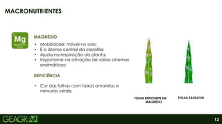 12
MACRONUTRIENTES
FOLHA DEFICIENTE EM
MAGNÉSIO
FOLHA SAUDÁVEL
DEFICIÊNCIA
• Mobilidade: móvel no solo;
• É o átomo central da clorofila;
• Ajuda na respiração da planta;
• Importante na ativação de vários sistemas
enzimáticos;
MAGNÉSIO
• Cor das folhas com faixas amarelas e
nervuras verde.
 