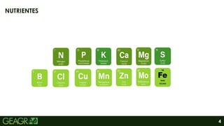 4
NUTRIENTES
 