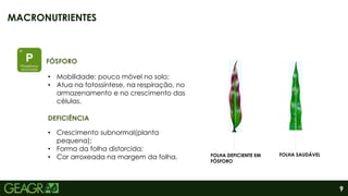 9
MACRONUTRIENTES
FOLHA DEFICIENTE EM
FÓSFORO
FOLHA SAUDÁVEL
DEFICIÊNCIA
• Mobilidade: pouco móvel no solo;
• Atua na fotossíntese, na respiração, no
armazenamento e no crescimento das
células.
FÓSFORO
• Crescimento subnormal(planta
pequena);
• Forma da folha distorcida;
• Cor arroxeada na margem da folha.
 
