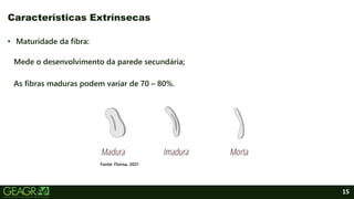 15
• Maturidade da fibra:
Mede o desenvolvimento da parede secundária;
As fibras maduras podem variar de 70 – 80%.
Características Extrínsecas
Fonte: Florisa, 2021
 