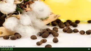 39
Fonte: Sou de Algodão, 2019.
 