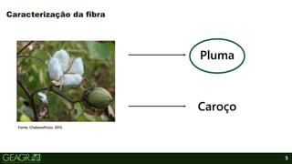 5
Caracterização da fibra
Fonte: Chabeneficios, 2013.
Pluma
Caroço
 