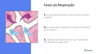 Fases da Respiração
1. A respiração aeróbica é mais eficiente e utiliza
oxigênio.
2. Na respiração anaeróbica, a energia é liberada
sem oxigênio.
3. Cada tipo de respiração tem sua importância
em diferentes organismos.
 