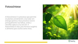 Fotossíntese
A fotossíntese é o processo que permite
às plantas converterem a luz solar em
energia química. Esse processo ocorre
principalmente nas folhas, onde a
clorofila captura a luz do Sol. A
fotossíntese é vital, pois fornece oxigênio
e alimento para outros seres vivos.
 