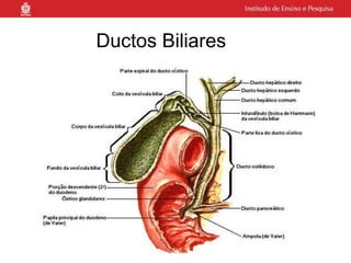 Ductos Biliares
 