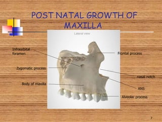 Post natal growth of maxilla and mandible | PPTX