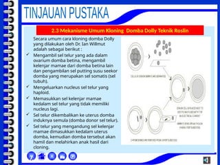 


χ
2.3 Mekanisme Umum Kloning Domba Dolly Teknik Roslin
Secara umum cara kloning domba Dolly
yang dilakukan oleh Dr. Ian Willmut
adalah sebagai berikut :
 Mengambil sel telur yang ada dalam
ovarium domba betina, mengambil
kelenjar mamae dari domba betina lain
dan pengambilan sel putting susu seekor
domba yang merupakan sel somatis (sel
tubuh).
 Mengeluarkan nucleus sel telur yang
haploid.
 Memasukkan sel kelenjar mamae
kedalam sel telur yang tidak memiliki
nucleus lagi.
 Sel telur dikembalikan ke uterus domba
induknya semula (domba donor sel telur).
 Sel telur yang mengandung sel kelenjar
mamae dimasukkan kedalam uterus
domba, kemudian domba tersebut akan
hamil dan melahirkan anak hasil dari
cloning.
 