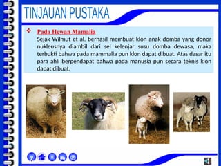  Pada Hewan Mamalia
Sejak Wilmut et al. berhasil membuat klon anak domba yang donor
nukleusnya diambil dari sel kelenjar susu domba dewasa, maka
terbukti bahwa pada mammalia pun klon dapat dibuat. Atas dasar itu
para ahli berpendapat bahwa pada manusia pun secara teknis klon
dapat dibuat.



χ
 