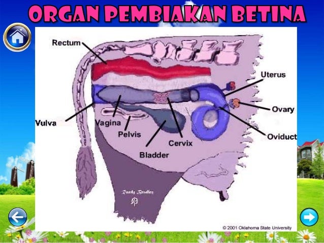 genetik ternakan