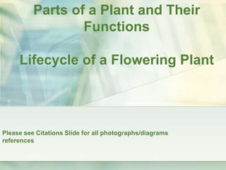 Parts of a Plant and Their FunctionsLifecycle of a Flowering Plant Please see Citations Slide for all photographs/diagrams references 