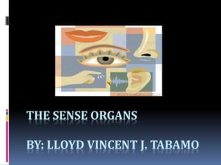 THE SENSE ORGANS
BY: LLOYD VINCENT J. TABAMO
 