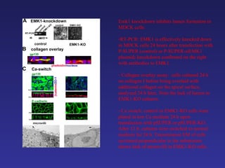 Emk1 knockdown inhibits lumen formation in MDCK cells: RT-PCR: EMK1 is effectively knocked down in MDCK cells 24 hours after transfection with P-SUPER (control) or P-SUPER-siEMK1 plasmid; knockdown confirmed on the right with antibodies to EMK1. Collagen overlay assay:  cells cultured 24 h on collagen I before being overlaid with additional collagen on the apical surface,  analyzed 24 h later. Note the lack of lumen in EMK1-KO cultures. Ca switch: control or EMK1-KO cells were plated in low Ca medium 24 h upon transfection with pSUPER or pSUPER-KO. After 12 h, cultures were switched to normal medium for 24 h. Transmission EM of cells sectioned perpendicular to the substratum shows lack of microvilli in EMK1-KO cells. 