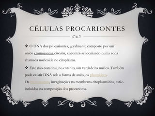 CÉLULAS PROCARIONTES
 O DNA dos procariontes, geralmente composto por um
único cromossoma circular, encontra-se localizado numa zona
chamada nucleóide no citoplasma.
 Este não constitui, no entanto, um verdadeiro núcleo. Também
pode existir DNA sob a forma de anéis, os plasmídeos.
Os mesossomos, invaginações na membrana citoplasmática, estão
incluídos na composição dos procariotos.
 