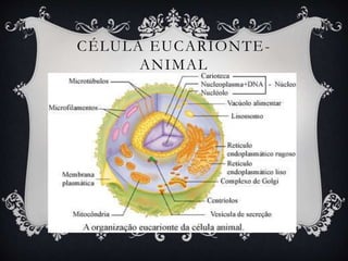 CÉLULA EUCARIONTE-
ANIMAL
 
