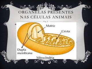 ORGANELAS PRESENTES
NAS CÉLULAS ANIMAIS
 MITOCÔNDRIA
- As mitocôndrias são alongadas ou esféricas, revestidas por dupla membrana
lipoproteica. Possuem DNA próprio e capacidade de autoduplicação.
- Liberam energia de moléculas orgânicas, como a glicose, transferindo-a para
moléculas de ATP. A energia do ATP é empregada pelas células na realização de
trabalho: síntese de substâncias, movimento, divisão celular, etc. Os processos
de oxidação da glicose constituem a respiração celular aeróbica, dependente
de oxigênio.
 