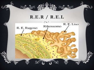 R.E.R / R.E.L
 O RE rugoso é sede de intensa síntese de proteínas. O RE
liso produz lipídios, e algumas substâncias ligadas a ele
podem metabolizar substâncias tóxicas, inativando-as.
 Os ribossomos são pequenas partículas formadas por proteínas e
por RNA ribossômico. São as organelas responsáveis pela síntese de
proteínas.
 