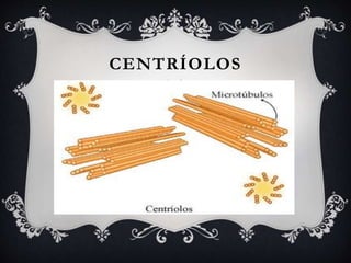 CENTRÍOLOS
 Próximo ao núcleo, encontra-se um par decentríolos. Cada um é
formado por um cilindro constituído por substância amorfa e
microtúbulos. Tem capacidade de autodupli-cação. Participa da divisão
celular.
 Em algumas células, observam-se cílios e flagelos vibráteis. Os cílios
são pequenos e numerosos, enquanto os flagelos são longos, havendo
apenas um ou alguns por célula. Na base dos cílios e flagelos, está
o corpúsculo basa, de estrutura idêntica à dos centríolos.
 