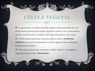CÉLULA VEGETAL
 A organização eucariótica da célula vegetal é muito parecida com a da
célula animal, apresentando muitas organelas comuns, como mitocôndrias,
retículo endoplasmático, complexo de Golgi, ribossomos, entre outras.
 A célula vegetal apresenta estruturas típicas, como a membrana
celulósica que reveste externamente a célula vegetal, sendo constituída
basicamente de celulose.
 Uma outra estrutura que caracteriza a célula vegetal é o cloroplasto,
organela na qual ocorre a fotossíntese.
 