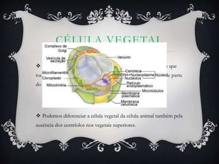 CÉLULA VEGETAL
 O vacúolo é uma organela vegetal com dimensões maiores que
todas as organelas presentes nas células animais e ocupa grande parte
do hialoplasma da célula.
 Podemos diferenciar a célula vegetal da célula animal também pela
ausência dos centríolos nos vegetais superiores.
 