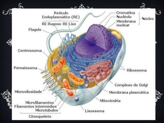 ESTRUTURAS DAS CÉLULAS
Basicamente uma célula é formada por três
partes básicas:
• Membrana: “capa” que envolve a célula;
• Citoplasma: região que fica entre a membrana e o
núcleo;
• Núcleo: estrutura que controla as atividades
celulares.
 