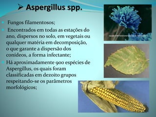  Aspergillus spp.
 Fungos filamentosos;
 Encontrados em todas as estações do
ano, dispersos no solo, em vegetais ou
qualquer matéria em decomposição,
o que garante a dispersão dos
conídeos, a forma infectante;
 Há aproximadamente 900 espécies de
Aspergillus, os quais foram
classificadas em dezoito grupos
respeitando-se os parâmetros
morfológicos;
 