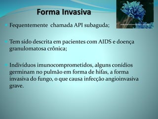 Forma Invasiva
 Fequentemente chamada API subaguda;
 Tem sido descrita em pacientes com AIDS e doença
granulomatosa crônica;
 Indivíduos imunocomprometidos, alguns conídios
germinam no pulmão em forma de hifas, a forma
invasiva do fungo, o que causa infecção angioinvasiva
grave.
 