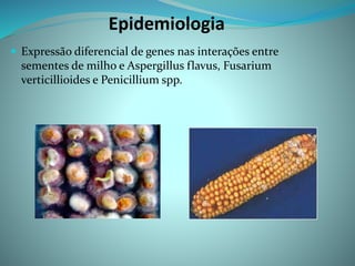Epidemiologia
 Expressão diferencial de genes nas interações entre
sementes de milho e Aspergillus flavus, Fusarium
verticillioides e Penicillium spp.
 