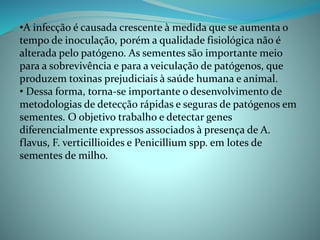 •A infecção é causada crescente à medida que se aumenta o
tempo de inoculação, porém a qualidade fisiológica não é
alterada pelo patógeno. As sementes são importante meio
para a sobrevivência e para a veiculação de patógenos, que
produzem toxinas prejudiciais à saúde humana e animal.
• Dessa forma, torna-se importante o desenvolvimento de
metodologias de detecção rápidas e seguras de patógenos em
sementes. O objetivo trabalho e detectar genes
diferencialmente expressos associados à presença de A.
flavus, F. verticillioides e Penicillium spp. em lotes de
sementes de milho.
 