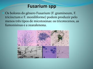 Fusarium spp
 Os bolores do gênero Fusarium (F. gramineum, F.
tricinctum e F. moniliforme) podem produzir pelo
menos três tipos de micotoxinas: os tricotecenos, as
fumonisinas e a zearalenona.
 