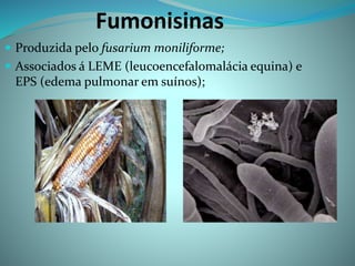 Fumonisinas
 Produzida pelo fusarium moniliforme;
 Associados á LEME (leucoencefalomalácia equina) e
EPS (edema pulmonar em suínos);
 