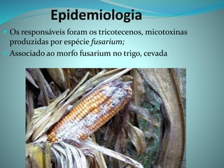 Epidemiologia
 Os responsáveis foram os tricotecenos, micotoxinas
produzidas por espécie fusarium;
 Associado ao morfo fusarium no trigo, cevada
 