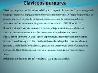 Claviceps purpurea
Claviceps purpúrea também chamada Ergot ou esporão do centeio .É uma cravagem do
fungo que cresce nas espigas de centeio relacionados cereais .O Fungo de gramíneas de
diversas espécies, formando na semente um escleródio de maior tamanho ,de
consistência dura e de coloração preta ou marrom-escura(FREIRE et al., 2007).
Doença muito preocupante em vários países, pois produz um alcalóide muito
tóxico ao homem e aos animais. Em doses, esse alcalóide é usado como
medicamento abortivo. O Ergot ocorre esporadicamente em centeio, no entanto,
deve ser considerado grave. Elas também são conhecidas pelos nomes de doença
açucarada, mela das inflorescências, gota-de-mel ou secreção doce. No campo, as
doenças são identificadas pela presença de gotas de um líquido viscoso opaco e
pelos
esclerócios produzidos nas inflorescências das plantas atacadas.
 