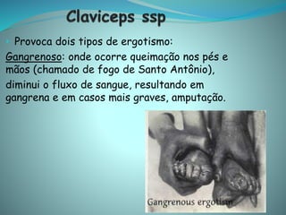 • Provoca dois tipos de ergotismo:
Gangrenoso: onde ocorre queimação nos pés e
mãos (chamado de fogo de Santo Antônio),
diminui o fluxo de sangue, resultando em
gangrena e em casos mais graves, amputação.
 