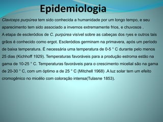 Epidemiologia
Claviceps purpúrea tem sido conhecida a humanidade por um longo tempo, e seu
aparecimento tem sido associado a invernos extremamente frios, e chuvosos .
A etapa de escleródios de C. purpúrea visível sobre as cabeças dos ryes e outros tais
grãos é conhecido como ergot. Escleródios germinam na primavera, após um período
de baixa temperatura. É necessária uma temperatura de 0-5 ° C durante pelo menos
25 dias (Kichhoff 1929). Temperaturas favoráveis para a produção estroma estão na
gama de 10-25 ° C. Temperaturas favoráveis ​​para o crescimento micelial são na gama
de 20-30 ° C, com um óptimo a de 25 ° C (Mitchell 1968) .A luz solar tem um efeito
cromogênico no micélio com coloração intensa(Tulasne 1853).
 