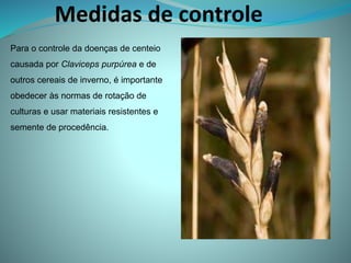 Medidas de controle
Para o controle da doenças de centeio
causada por Claviceps purpúrea e de
outros cereais de inverno, é importante
obedecer às normas de rotação de
culturas e usar materiais resistentes e
semente de procedência.
 