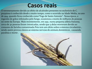 Casos reais
O envenenamento devido ao efeito de alcaloides presentes no esclerócio de C.
purpúrea é conhecido desde a muito tempo, como o ocorrido na Idade Média, no ano
de 994, quando ficou conhecido como"Fogo de Santo Antonio". Nessa época, a
ingestão de grãos infestados pelo fungo, ocasionou a morte de milhares de pessoas
no oeste da Europa. Mais recentemente, em 1951, numa pequena aldeia francesa,
cerca de 30 pessoas foram intoxicadas, sendo que 5 delas morreram devido ao
consumo de farinha contaminada.Pois tem um efeito sobre o sistema circulatório ,
sendo assim provoca danos ao sistema nervoso de animais domésticos , causando
paralisia e morte .
 