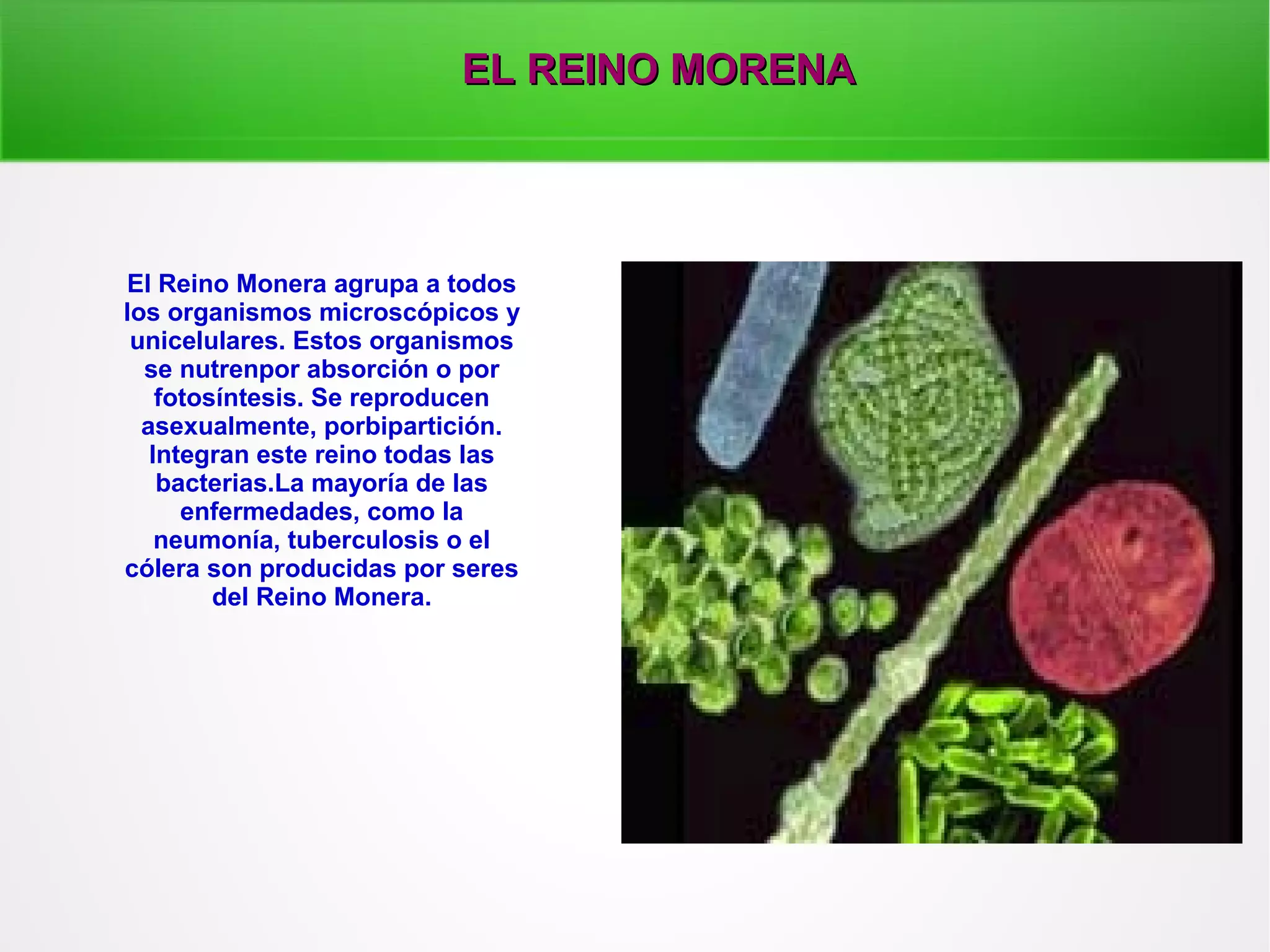 LOS CINCO REINOS DE LA NATURALEZA | PPT